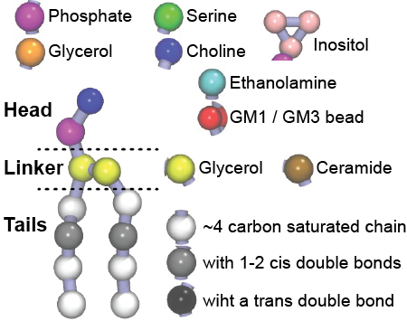 Martini-lipid